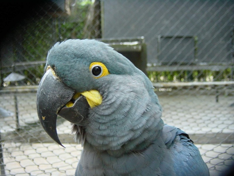 Passaporto per viaggiare con animali